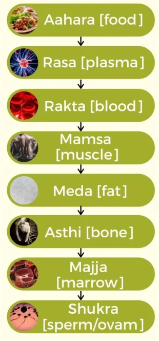 The Seven Body Tissues